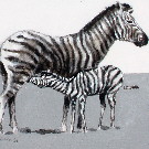 Thumb Zebramutter mit Kind auf der Etosha-Pfanne